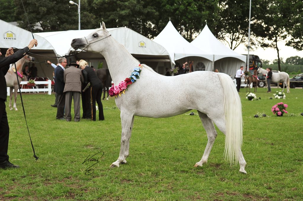 Al Juba white champion arabian mare