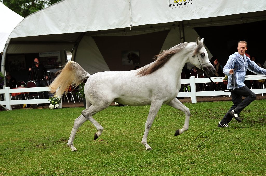 Lamis al Khalediah trotting white arabian mare at the show