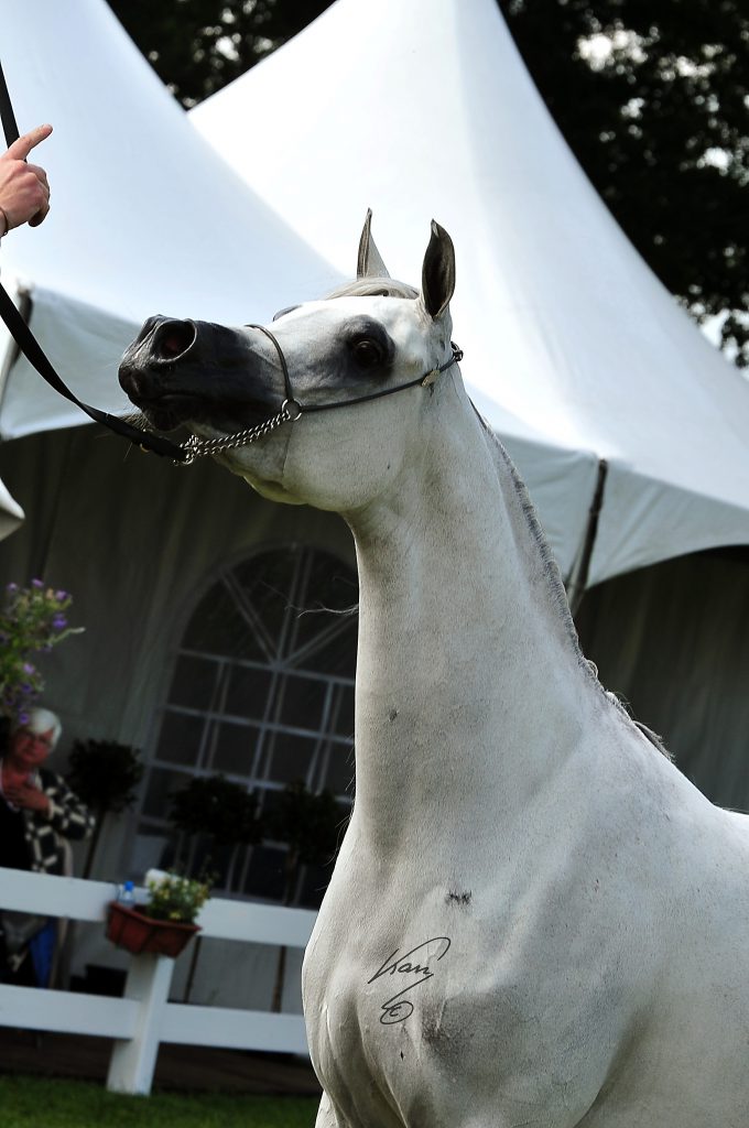Nesj el Markhisa white arabian mare with beautiful head